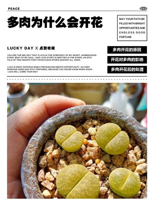 多肉开花是惊喜还是消耗？-第1张图片-吾爱花网