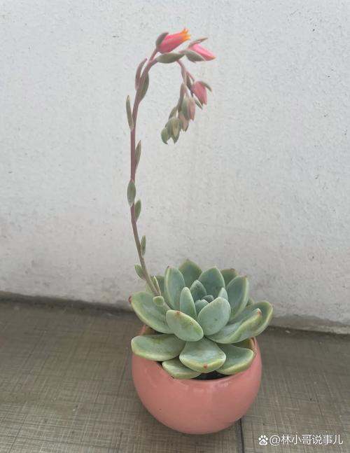 多肉开花是惊喜还是消耗？-第3张图片-吾爱花网