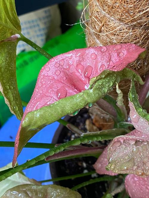 多肉喷雾能直接喷叶面吗？-第1张图片-吾爱花网