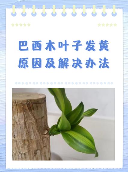 冬季水培巴西木叶子为何发黄？-第1张图片-吾爱花网