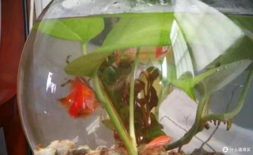 水培绿萝冬季低温怎么养护？-第3张图片-吾爱花网