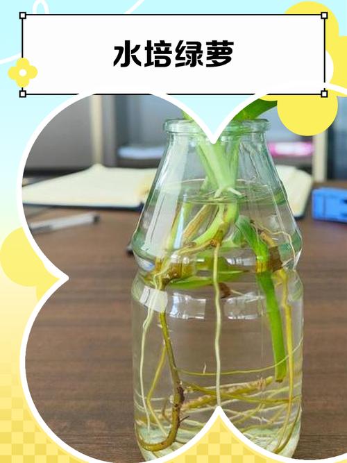 水培绿萝冬季低温怎么养护？-第2张图片-吾爱花网