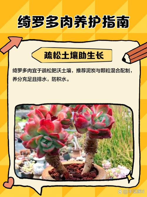 养多肉的人叫什么？-第2张图片-吾爱花网