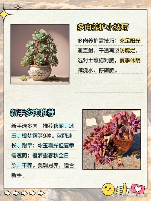 养多肉的人叫什么？-第1张图片-吾爱花网
