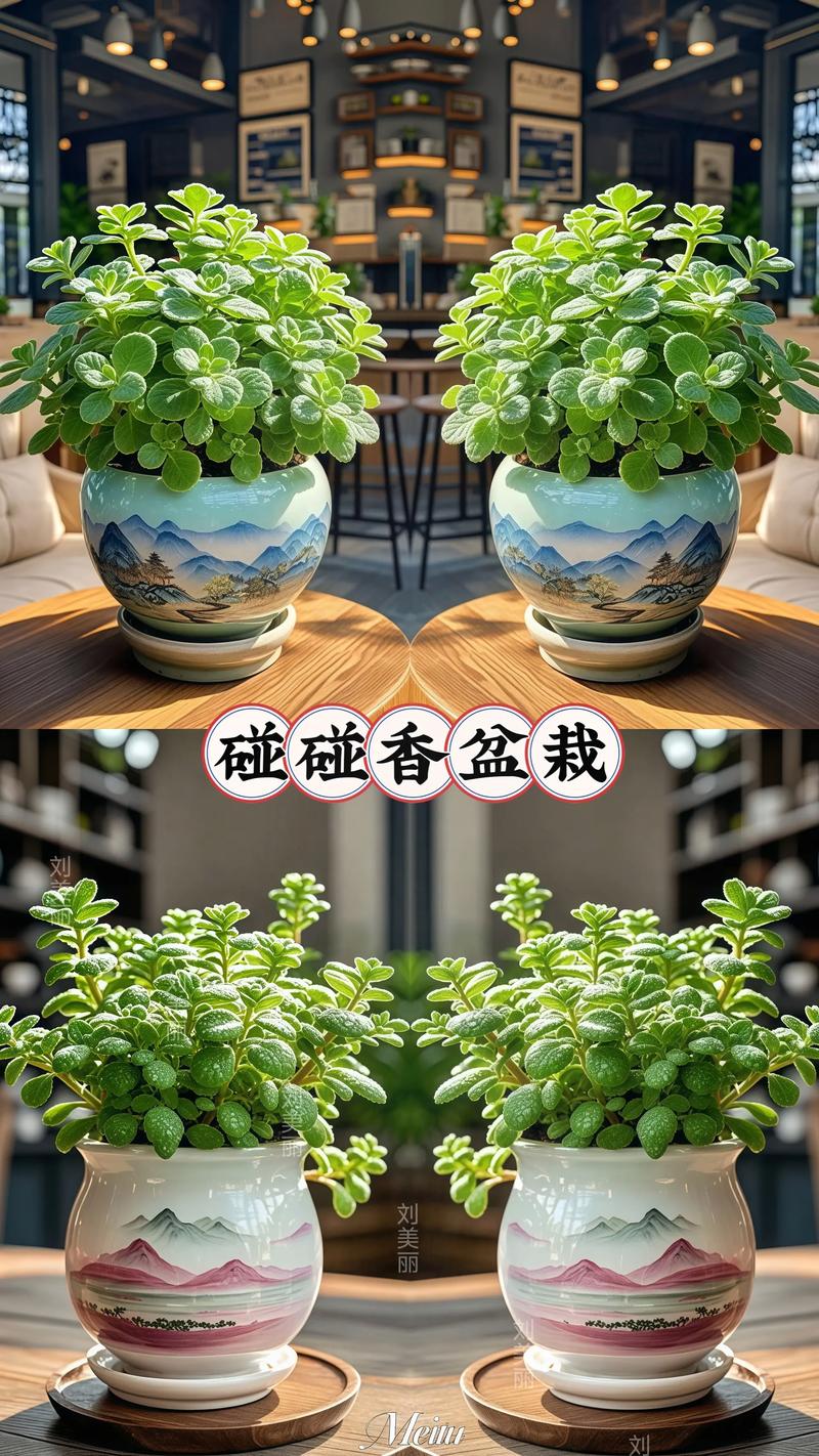 水培碰碰香用大容器好不好？-第2张图片-吾爱花网