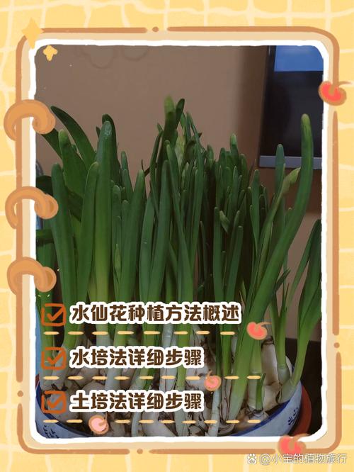 水培水仙如何转土培？-第2张图片-吾爱花网