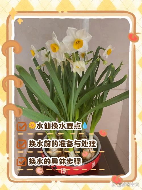 水培水仙如何转土培？-第3张图片-吾爱花网
