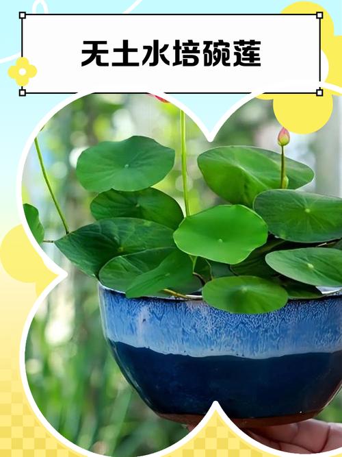 哪些植物适合无根水培？-第1张图片-吾爱花网