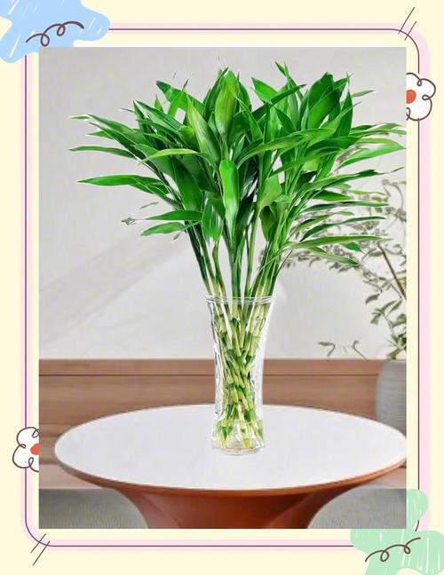 哪些植物适合无根水培？-第2张图片-吾爱花网