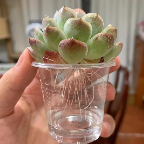 低温多肉怎么快速生根？-第3张图片-吾爱花网