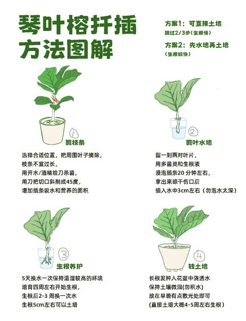 哪些树木扦插适合用水培法？-第1张图片-吾爱花网