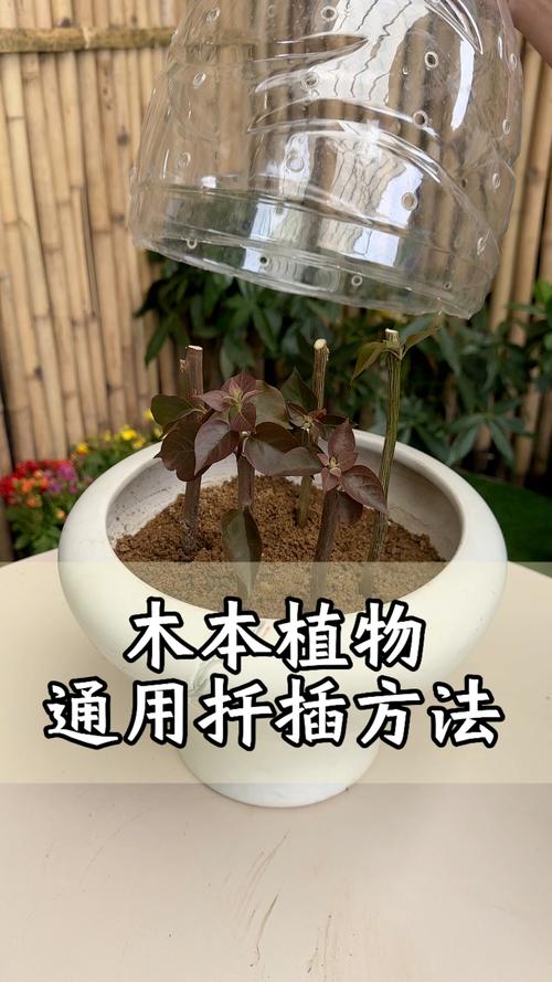 哪些树木扦插适合用水培法？-第3张图片-吾爱花网