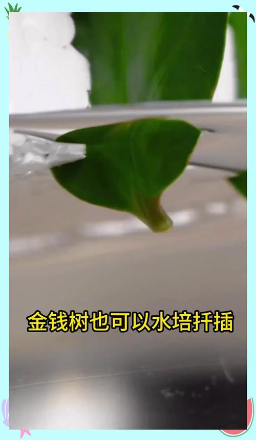 哪些树木扦插适合用水培法？-第2张图片-吾爱花网