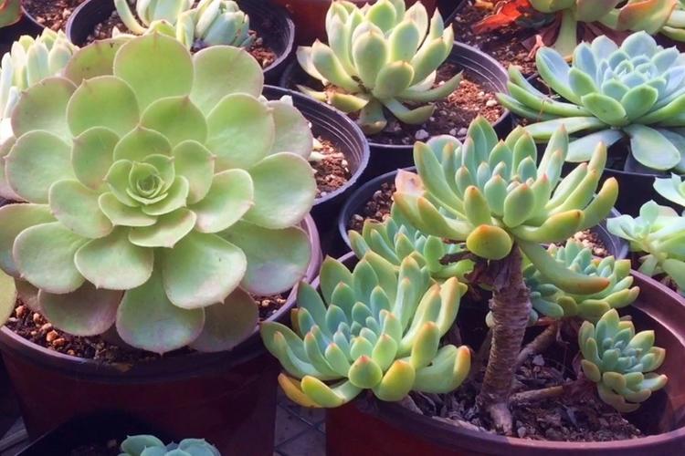 多肉砍头苗冬天怎么养护？-第2张图片-吾爱花网