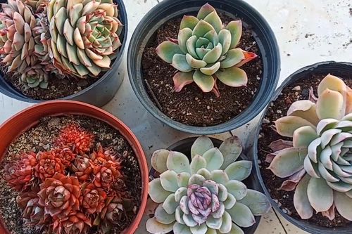 多肉砍头苗冬天怎么养护？-第1张图片-吾爱花网