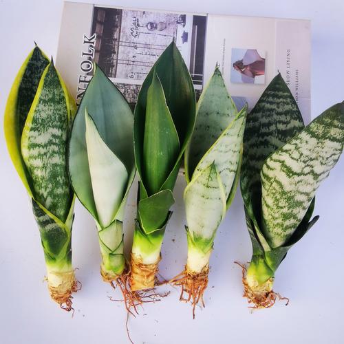 虎皮兰水培多久可移栽土里？-第3张图片-吾爱花网