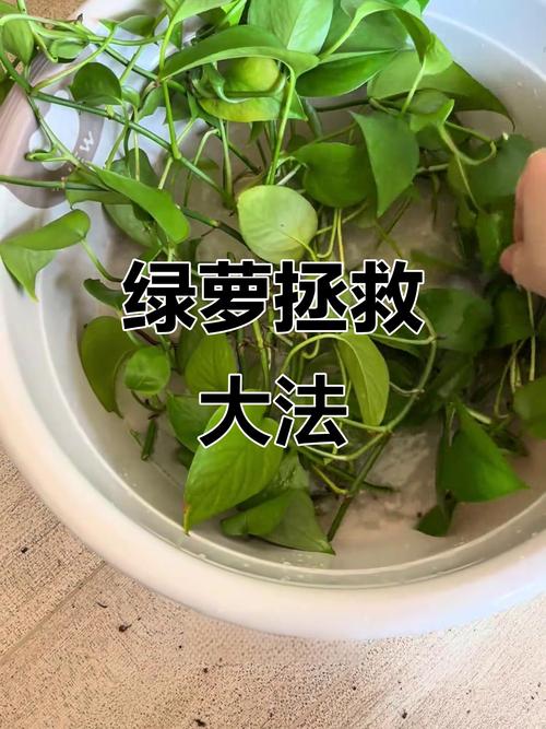 水培绿萝发臭了怎么办？-第2张图片-吾爱花网