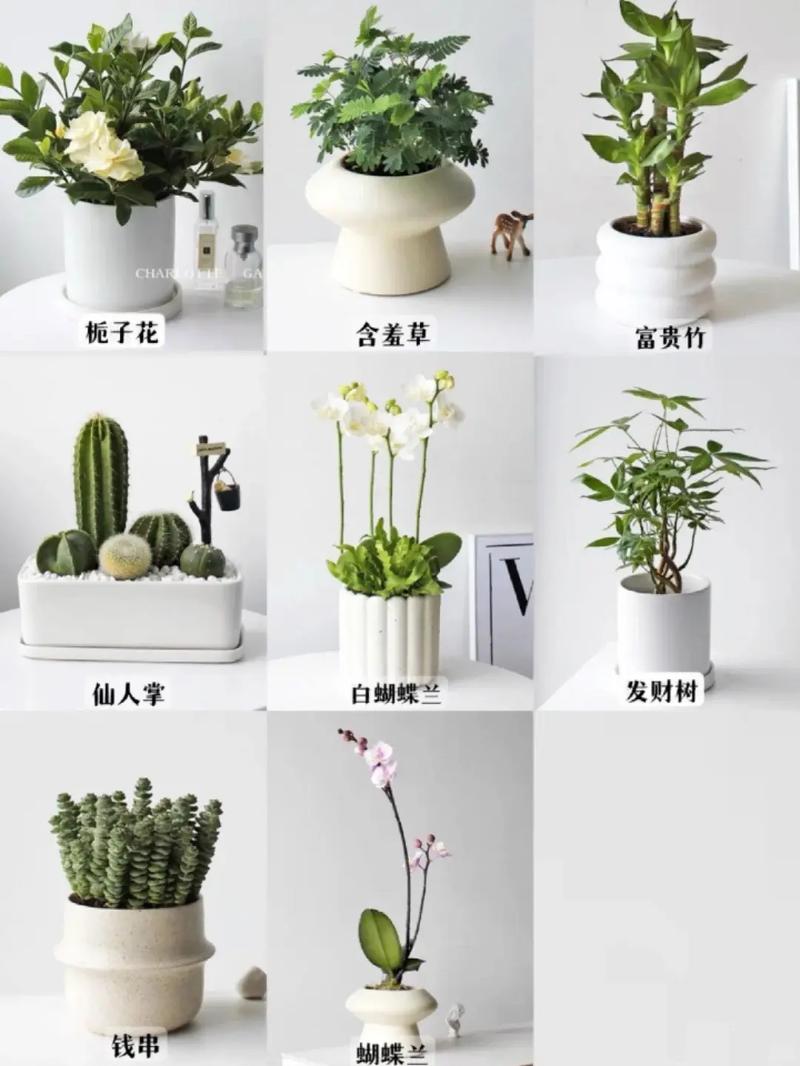 小盆栽有哪些常见品种及图片？-第2张图片-吾爱花网
