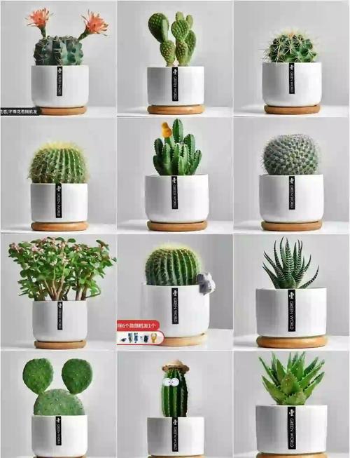 小盆栽有哪些常见品种及图片？-第3张图片-吾爱花网