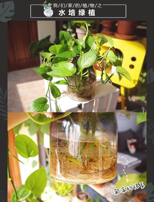 柳州有水培种植基地吗？-第3张图片-吾爱花网