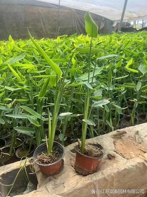 柳州有水培种植基地吗？-第1张图片-吾爱花网