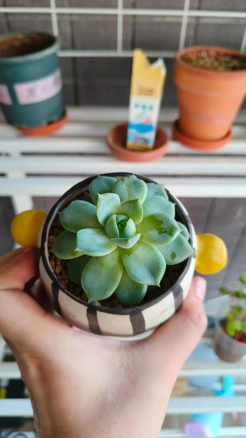 冬天刚种多肉多久浇一次水？-第2张图片-吾爱花网