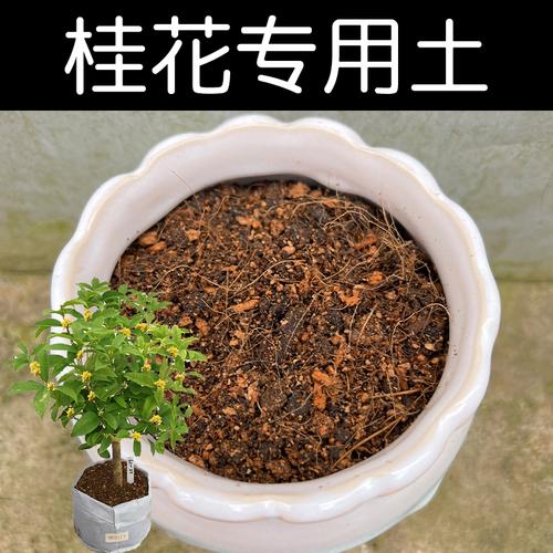 盆栽桂花土怎么配比例最合适？-第3张图片-吾爱花网