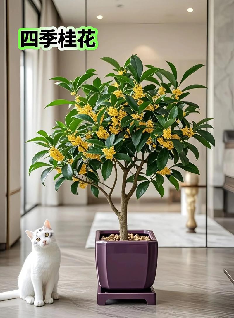 盆栽桂花土怎么配比例最合适？-第2张图片-吾爱花网