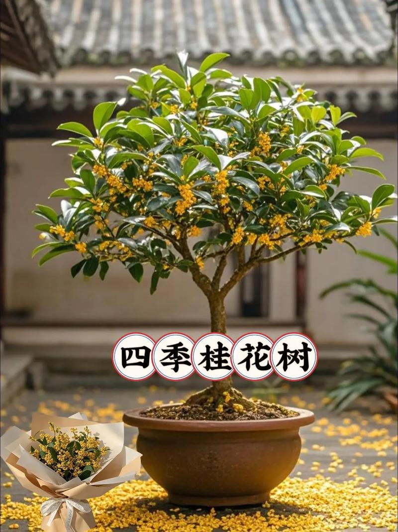 盆栽桂花土怎么配比例最合适？-第1张图片-吾爱花网