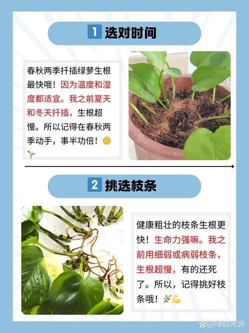 绿萝水培多久生根长叶子？-第3张图片-吾爱花网