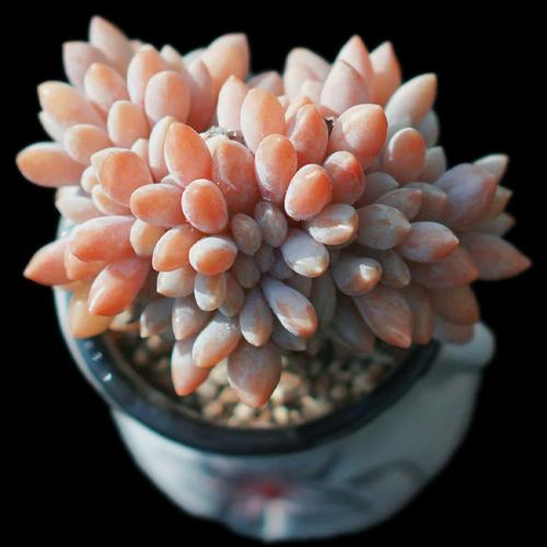 滨海多肉和醉美人的区别在哪？-第1张图片-吾爱花网