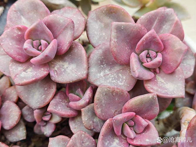 滨海多肉和醉美人的区别在哪？-第2张图片-吾爱花网