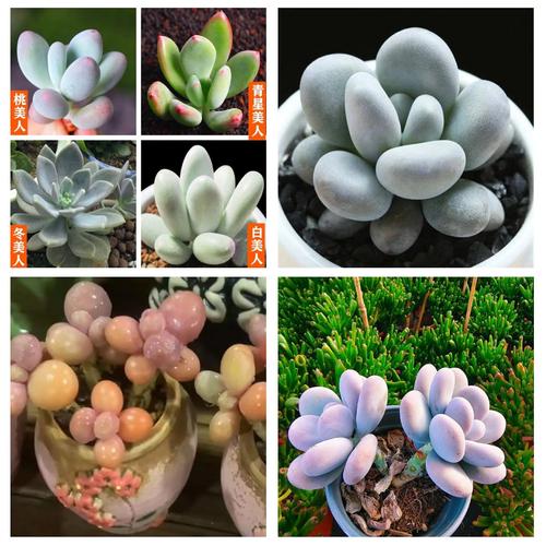 滨海多肉和醉美人的区别在哪？-第3张图片-吾爱花网