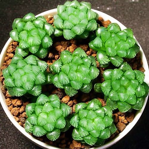 多肉叶片透明是生病了吗？-第2张图片-吾爱花网