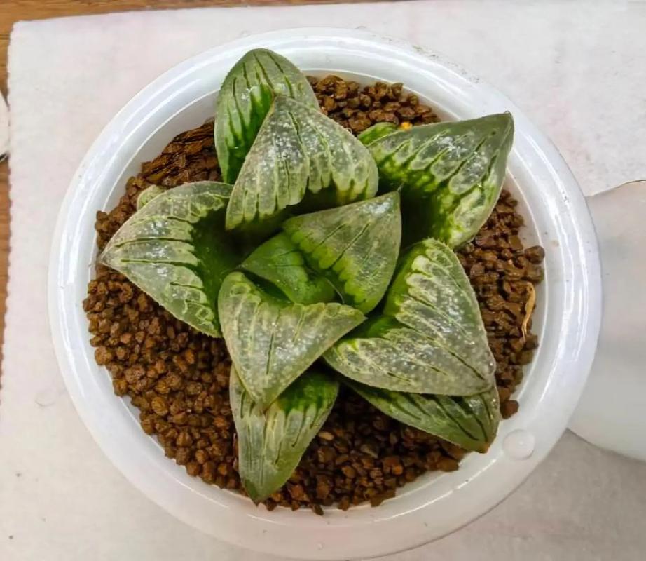 多肉叶片透明是生病了吗？-第1张图片-吾爱花网