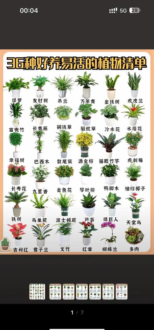 盆栽草种类及图片大全-第2张图片-吾爱花网