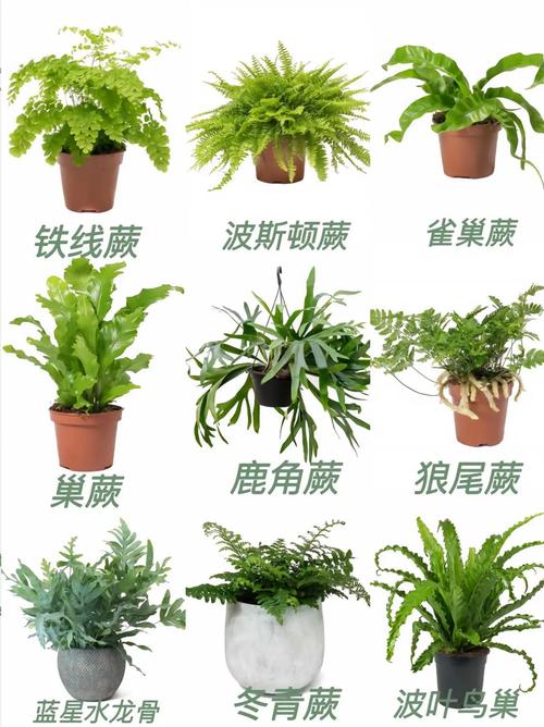 盆栽草种类及图片大全-第3张图片-吾爱花网