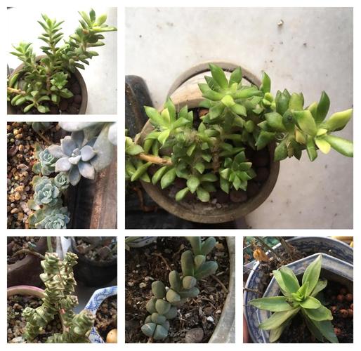 多肉小松繁殖视频怎么学？-第1张图片-吾爱花网