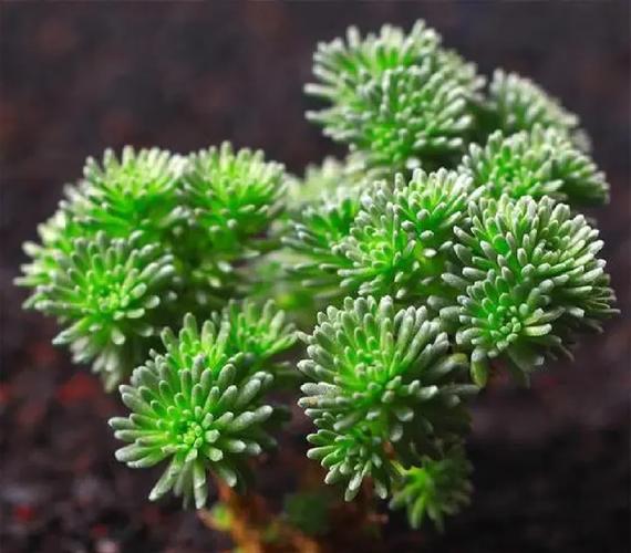 多肉小松繁殖视频怎么学？-第2张图片-吾爱花网