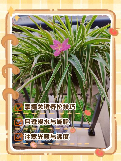 吊兰室内养不好？关键技巧是什么？-第1张图片-吾爱花网