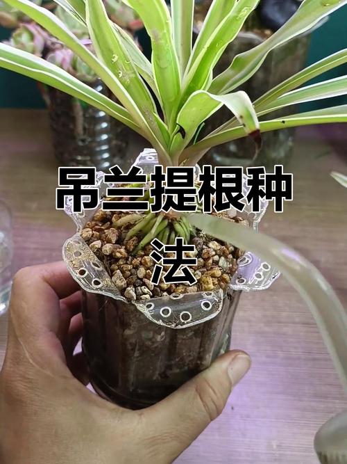 吊兰室内养不好？关键技巧是什么？-第3张图片-吾爱花网