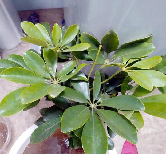 鹅掌柴水培白絮是生根还是病变？-第2张图片-吾爱花网