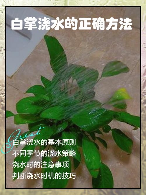鹅掌柴水培白絮是生根还是病变？-第3张图片-吾爱花网