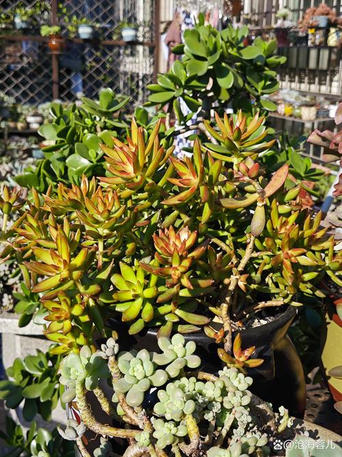 立秋后多肉暴晒会伤吗？-第3张图片-吾爱花网