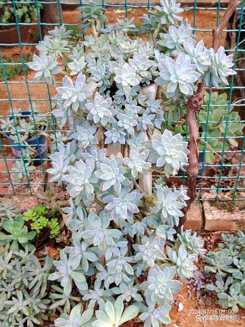 立秋后多肉暴晒会伤吗？-第2张图片-吾爱花网