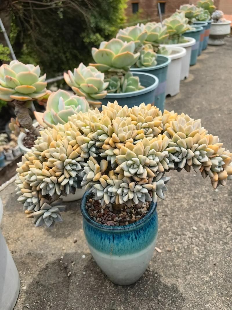 立秋后多肉暴晒会伤吗？-第1张图片-吾爱花网