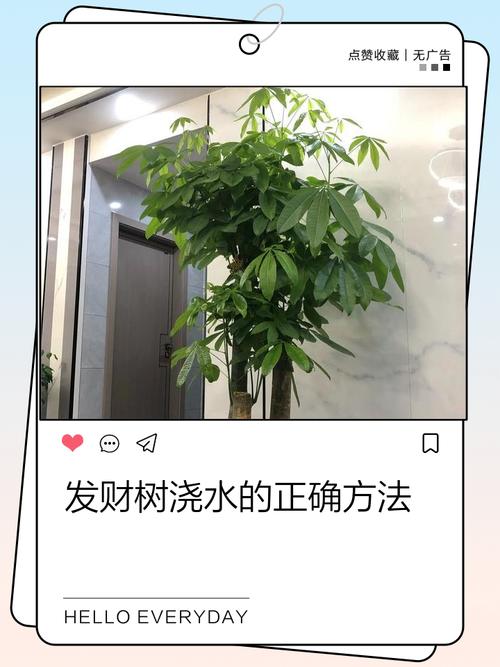 家里盆栽植物怎么浇水-第2张图片-吾爱花网