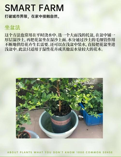 家里盆栽植物怎么浇水-第1张图片-吾爱花网