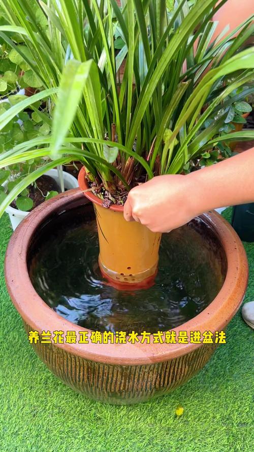 家里盆栽植物怎么浇水-第3张图片-吾爱花网
