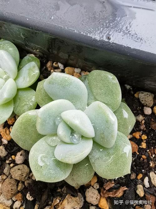 多肉叶心现白色油状絮状是何故？-第1张图片-吾爱花网